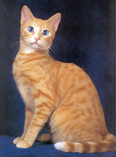 Ojos Azules - cat Breeds | კატის ჯიშები | katis jishebi